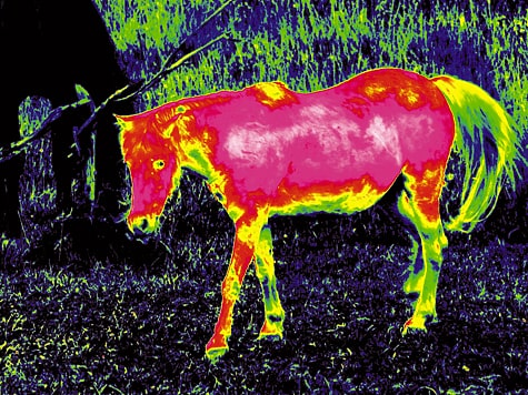 Wie die Wärmebildtechnik Pferden und der Veterinärmedizin helfen kann